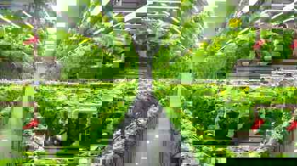 Vertical farming and the need for texture analysis