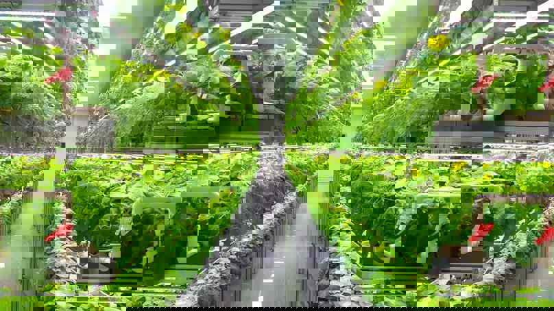 Looking Down The Aisle Of A Vertical Farming Facility