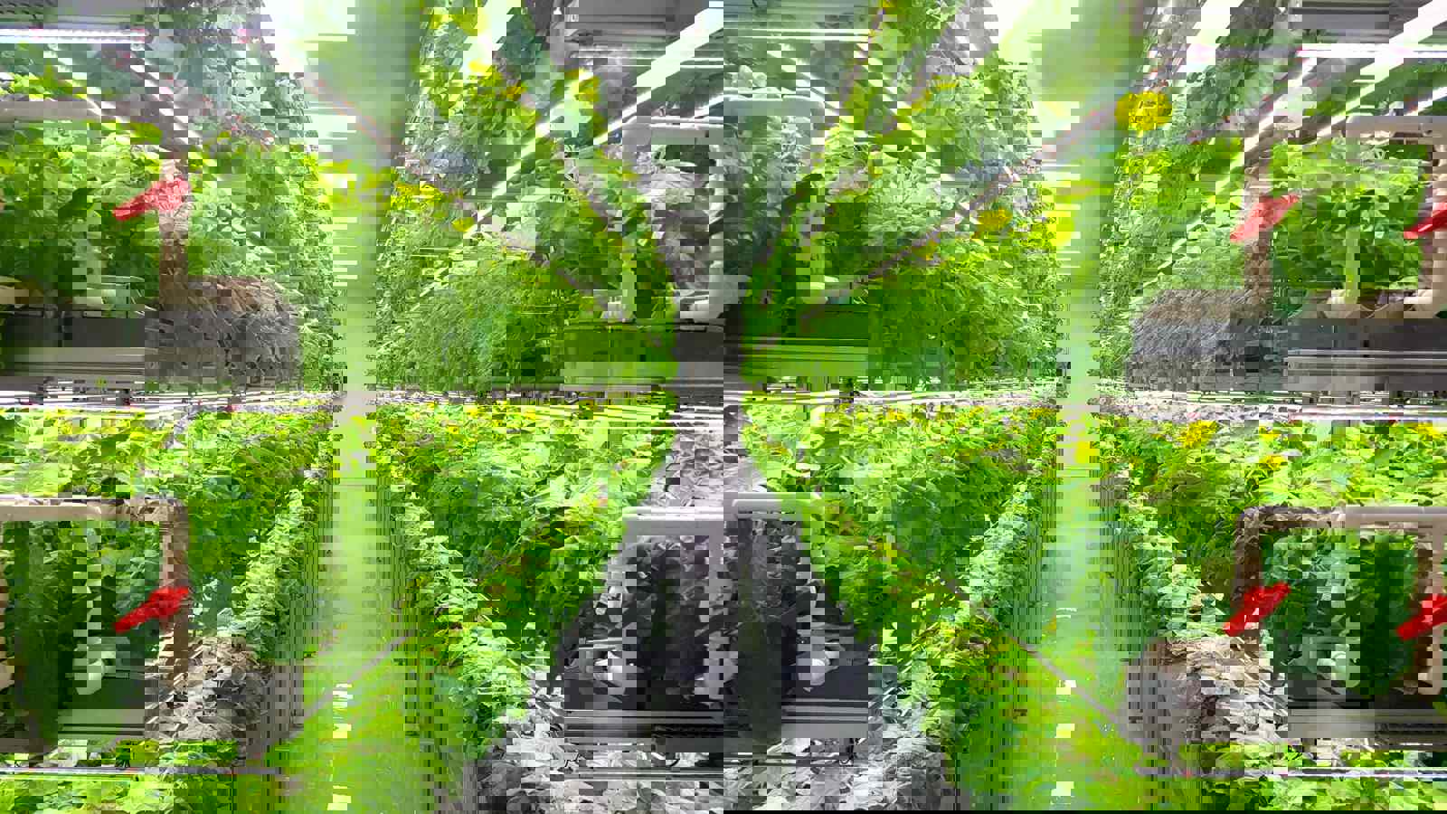 Looking down an aisle at a vertical farming factory