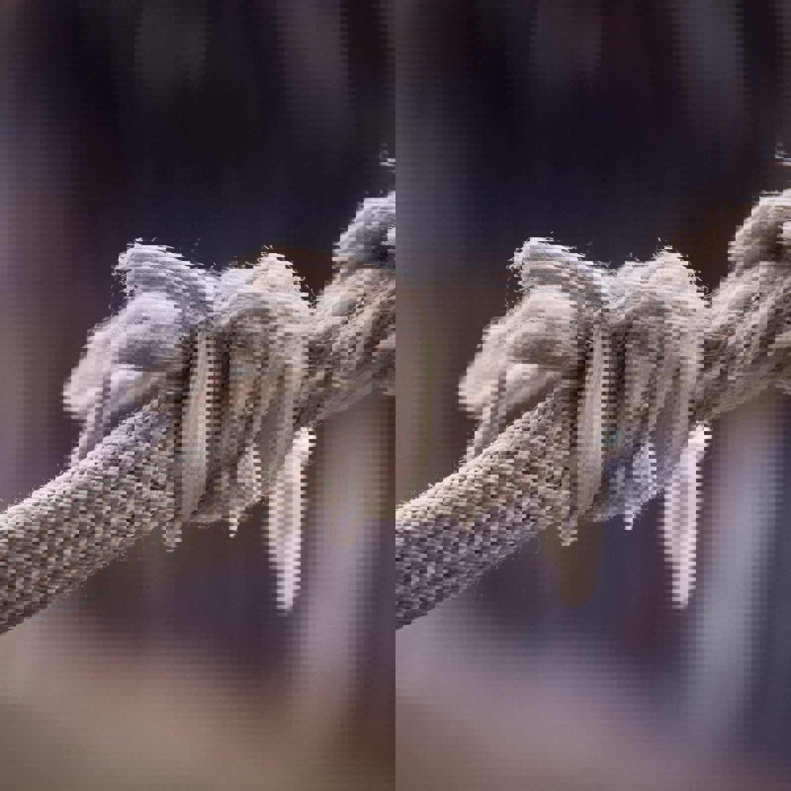 Frayed rope being stretched