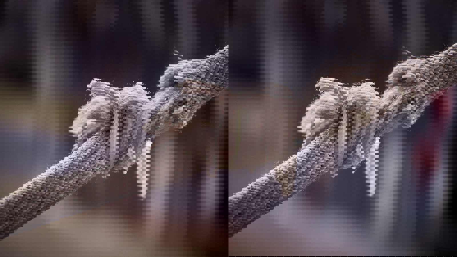 Frayed rope being stretched