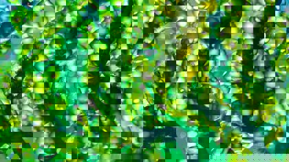 The weird and wonderful is on its way