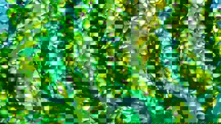 Close Up Of Algae
