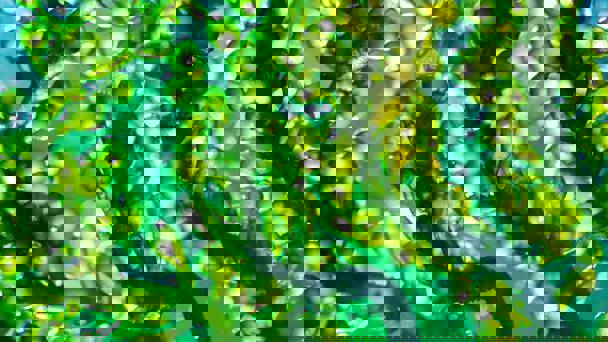 Close Up Of Algae