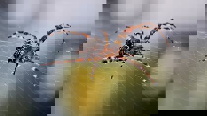 Understanding the texture and properties of silk and spider silk using a Texture Analyser