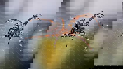 Understanding the texture and properties of silk and spider silk using a Texture Analyser