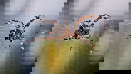 Spider Sitting On Top Of Spider Web