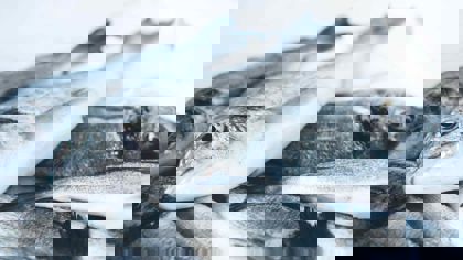 Effect of storage on texture: Seafood