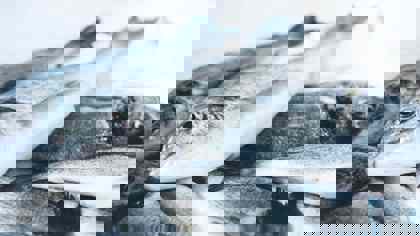 Effect of storage on texture: Seafood