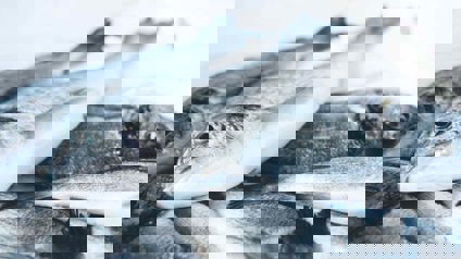 Freshly Caught Whole Grey Fish