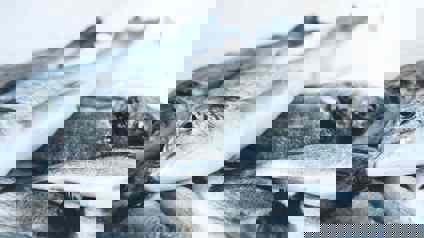 Freshly Caught Whole Grey Fish