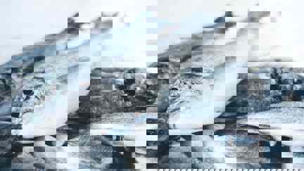 Freshly Caught Whole Grey Fish