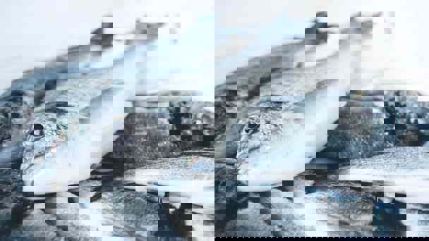 Freshly Caught Whole Grey Fish