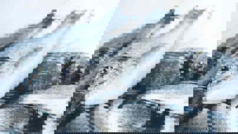 Freshly Caught Whole Grey Fish