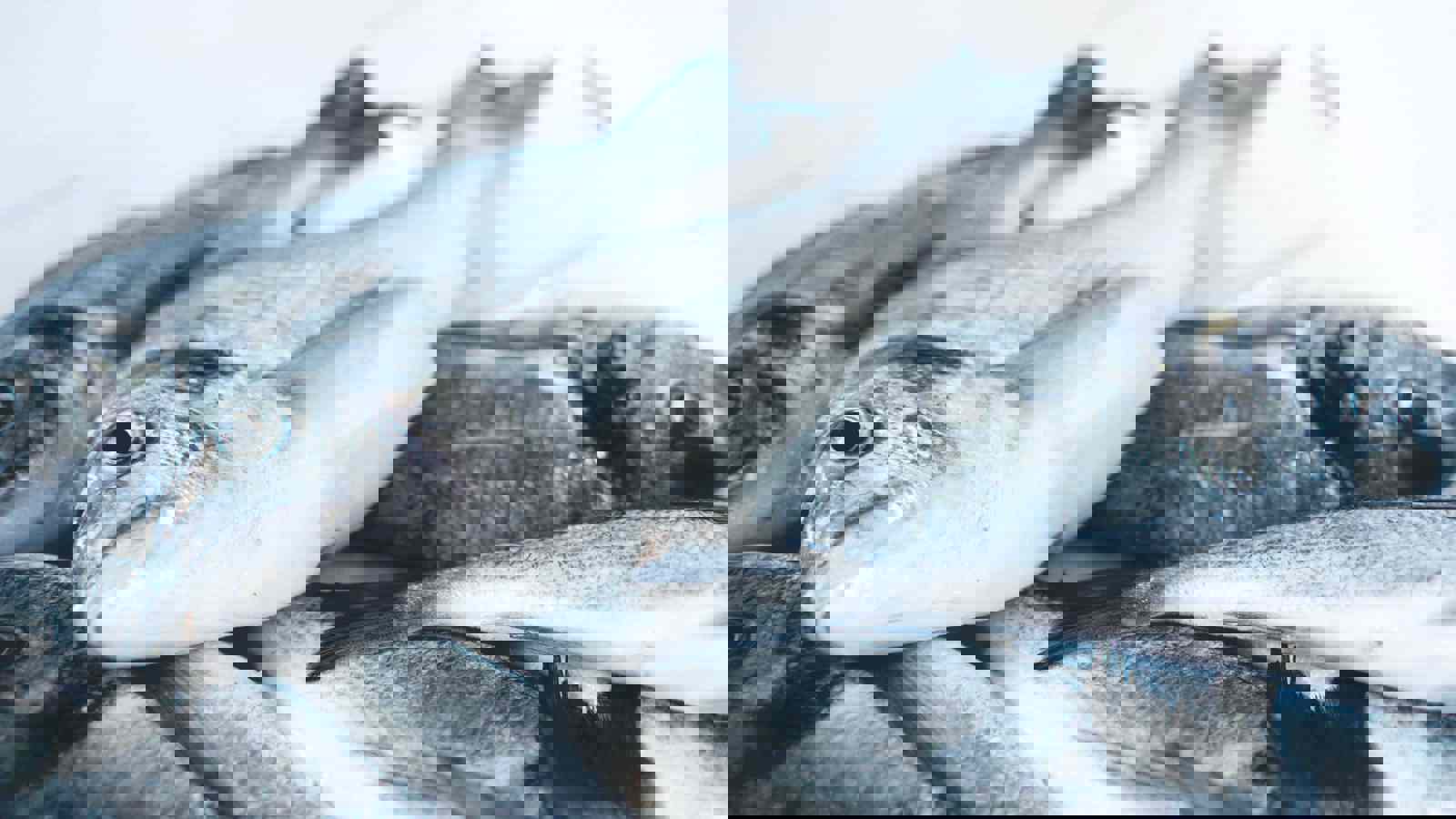 Freshly caught whole grey fish