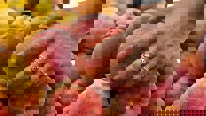How to measure ripeness using a Texture Analyser
