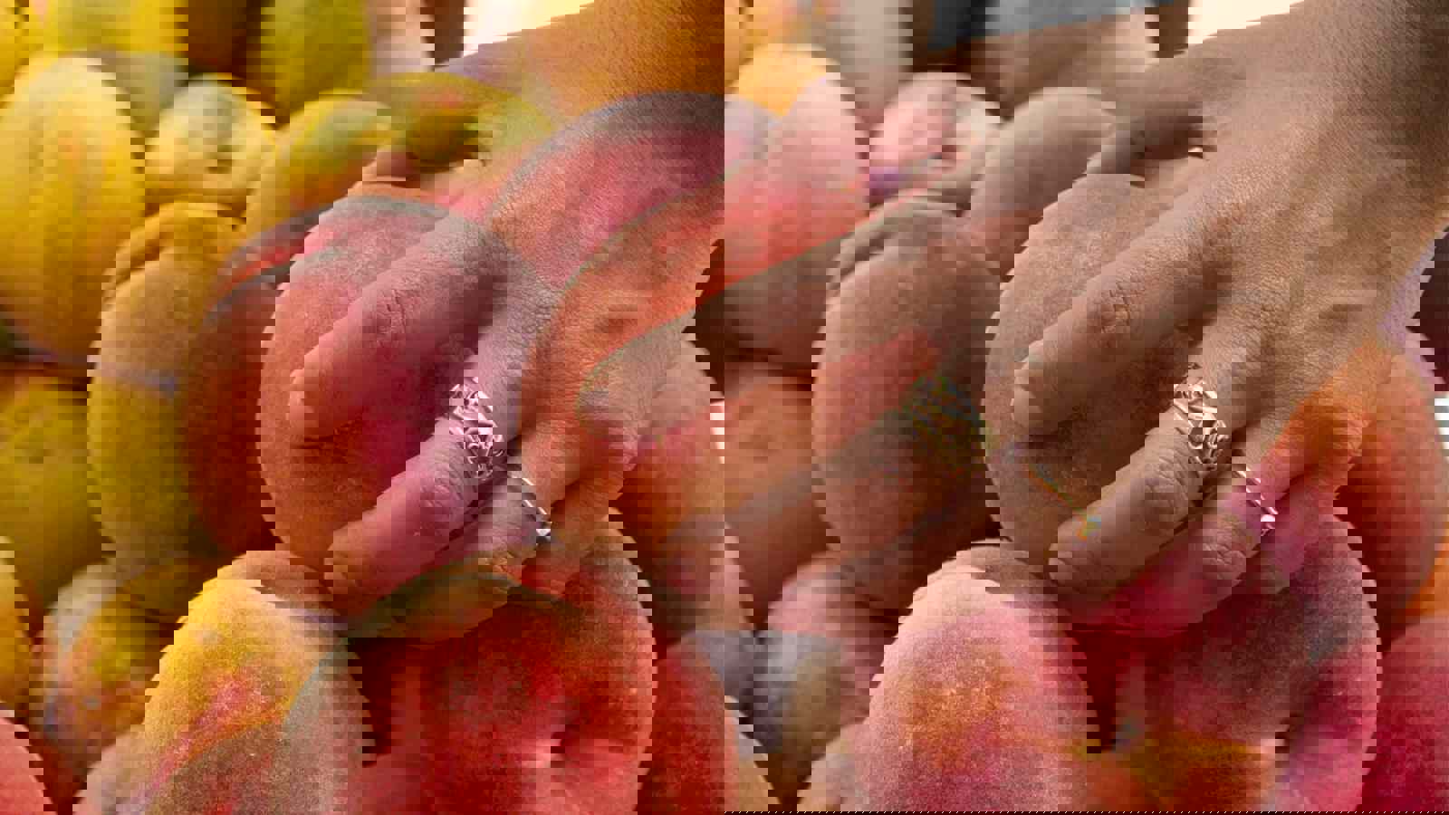 Hand testing peaches for ripeness