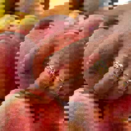 Imitative test of person squeezing peaches to check the ripeness of fruit