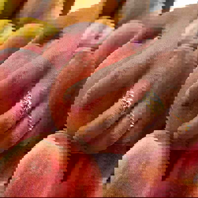 Imitative test of person squeezing peaches to check the ripeness of fruit