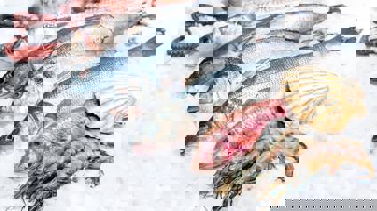 Seafood And Fish On Ice