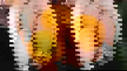 Person holding fresh apricots in their hands