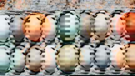 Tray Of Pastel And Brown Eggs