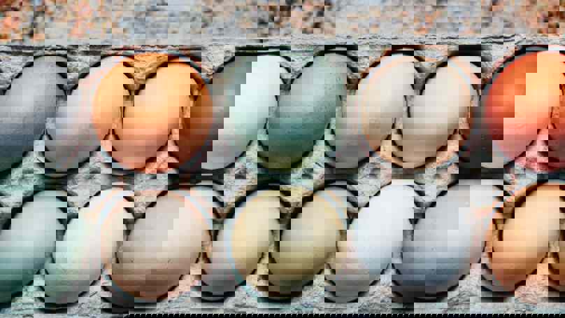 Tray Of Pastel And Brown Eggs