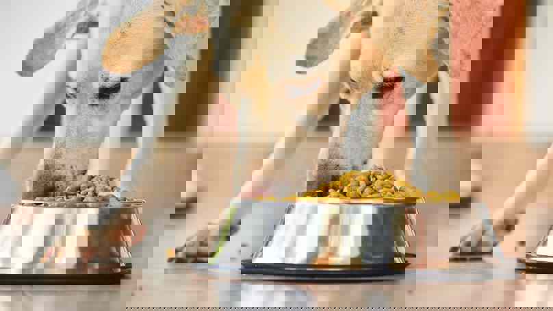 Dog Eating Dry Food From A Bowl