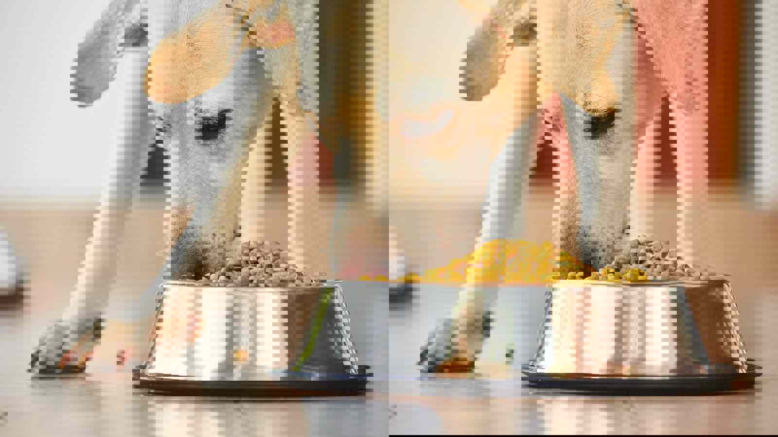 Dog eating dry food from a bowl