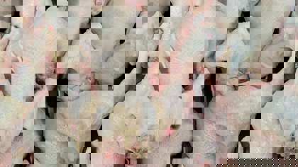 Measuring quality parameters in the poultry and egg industry – Bones and intestines