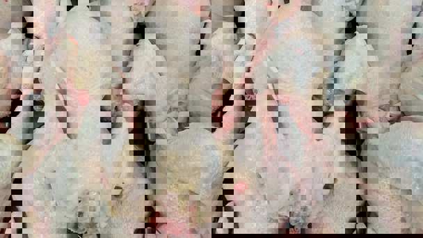 Raw Chicken Carcasses