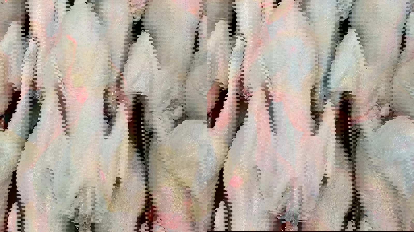 Raw chicken carcasses