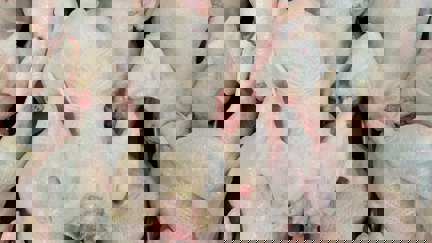 Raw Chicken Carcasses