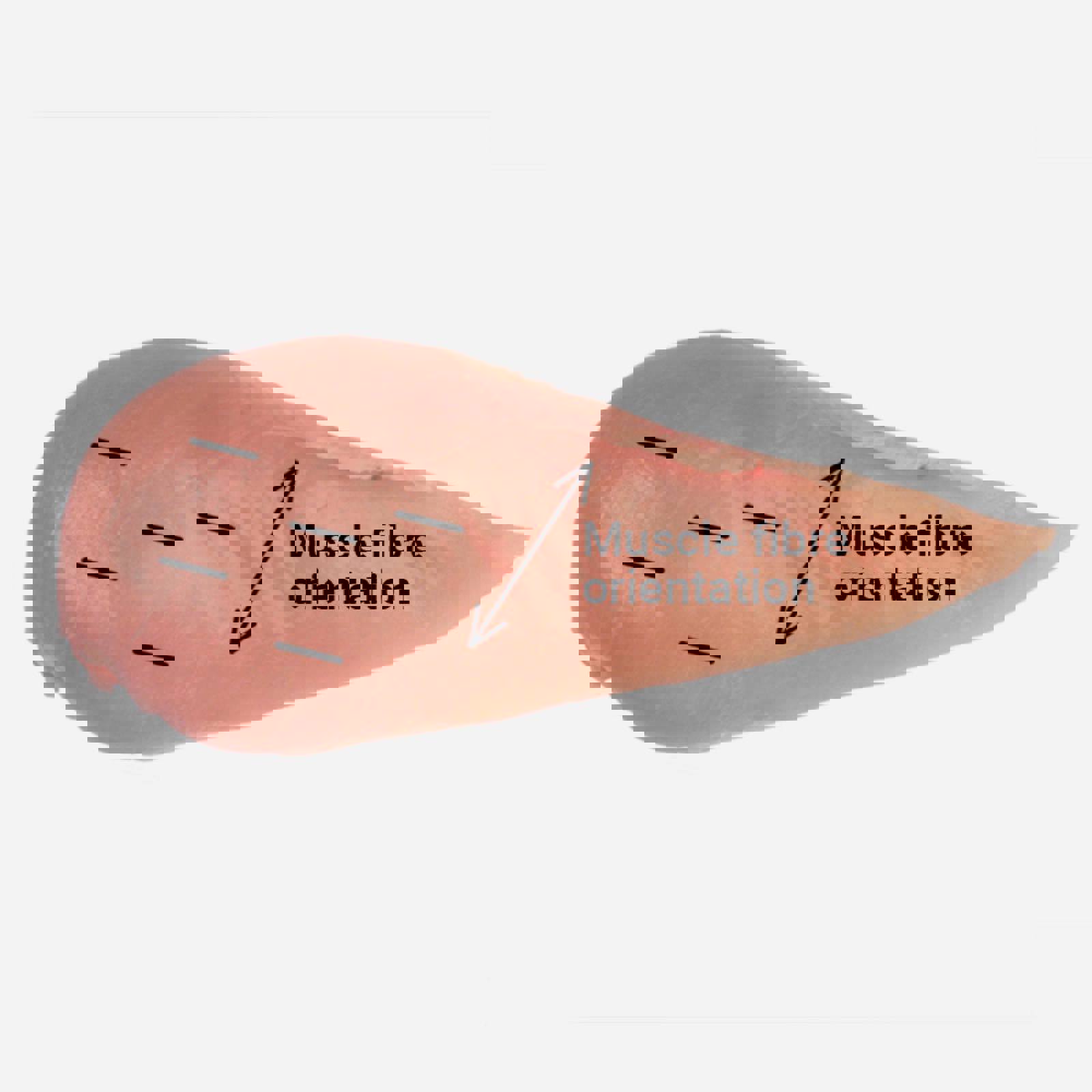 Woody chicken breast diagram