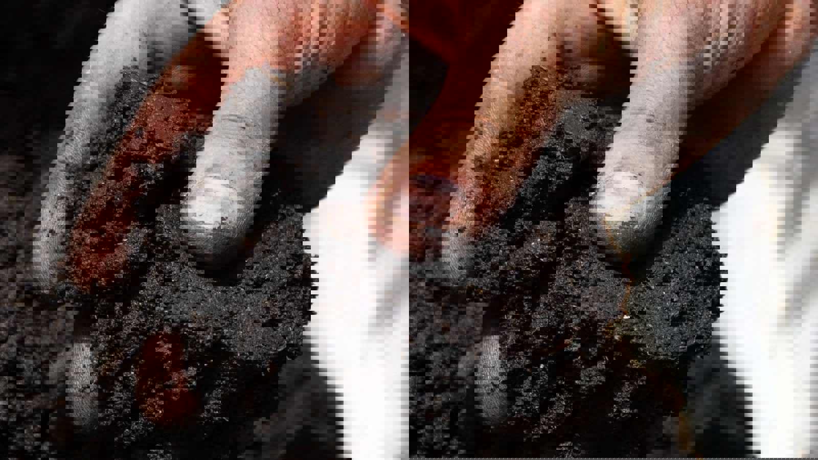 Person picking up a handful of soil