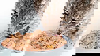 Cat Eating Wet Cat Food