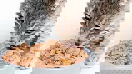 Cat Eating Wet Cat Food