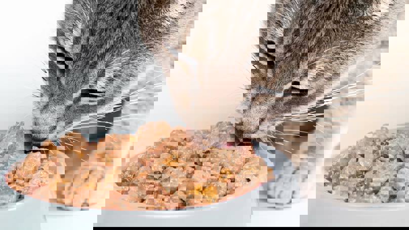 Cat Eating Wet Cat Food