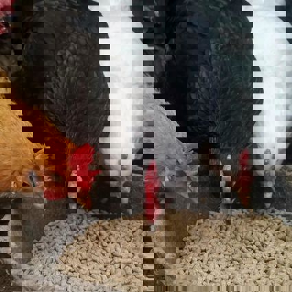 Chickens eating pellets